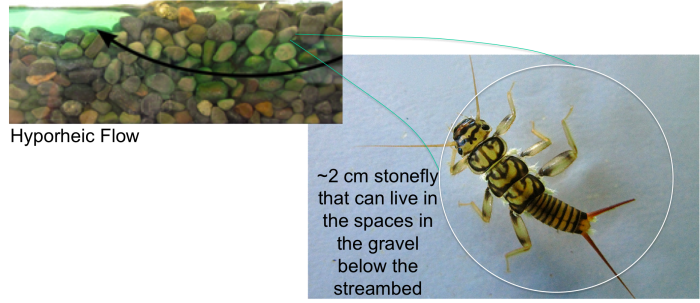 Top: Hypotheic flow Bottom: 2 cm stone fly, can live in spaces in gravel below stream bed (bottom)