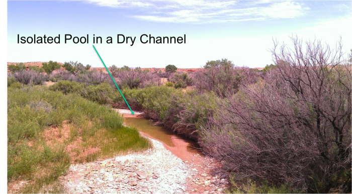Isolated pool in a dry channel