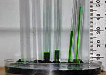 Test tubes showing capillary action.