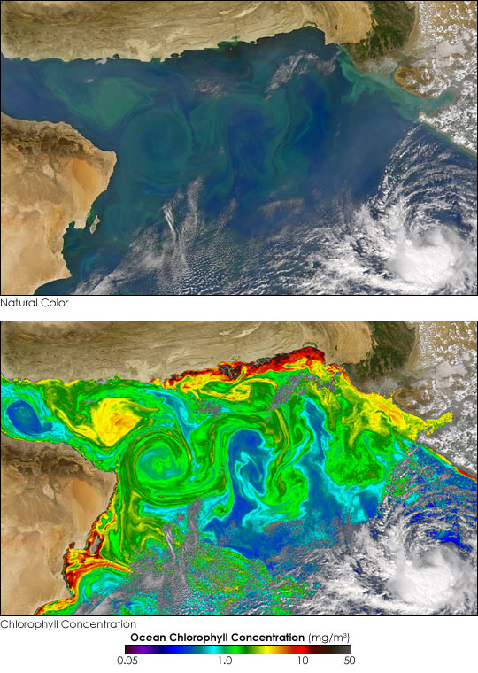 Satellite image showing caption and ocean chlorophyll concentration. See caption