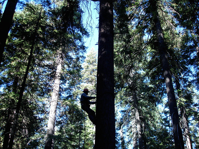 lumberjack climbing a tree