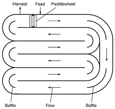 Drawing:Paddlewheel pushes H2O through a series of hairpin turns w/ baffles (semicircle gates) 2 guide H2O Harvesting is before paddlewheel