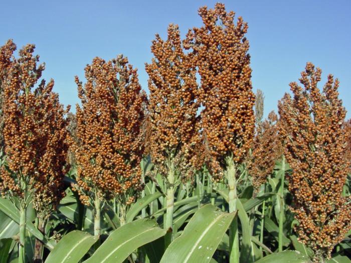 sorghum plants: tons of round orange brown clusters on the top of a stalk