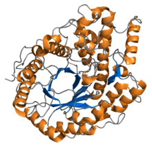 protein structure of β-amylase