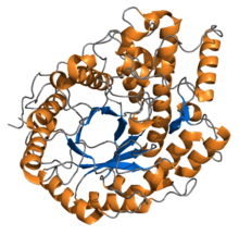 estructura proteica de β-amilasa