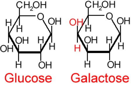 Estructura de galactosa junto a glucosa para resaltar la principal diferencia en las estructuras (H y OH se voltean en C4)