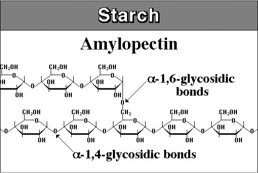  Amylopectin, the part of starch that is branched, alpha 1,6-gylcosidic bond makes the branch