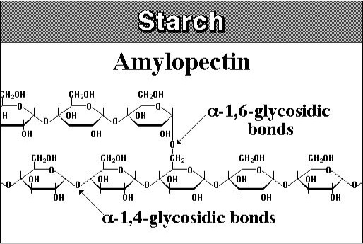 La amilopectina, la parte del almidón que se ramifica, el enlace alfa 1,6-glicosídico hace que la rama