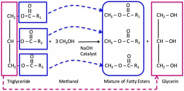 Triglycerides and methanol with the NaOH catalyst produces fatty seers and clycerin