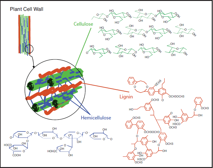 Images of the complex chemical structures of hemicellulose, cellulose and lignin