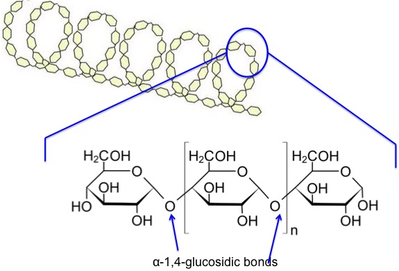 amylose as described in the text, alpha 1-4-glycosidic bonds make it spiral