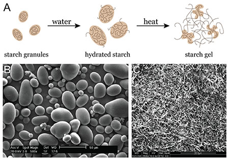 See image caption. Starch granules before look like smooth beans. After they look like squiggly spaghetti 