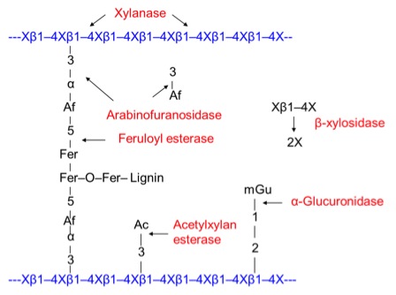 enzymes for degrading hemicelluloses: xylanase, arabinofuransidase, feruloyl esterase, b-exlosidase, a-glucuronidase, acetylxylan esterase