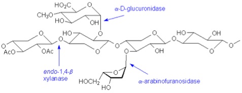 Example of hemicellulase activity on arabinoxylan, showing bonds that are broken. 