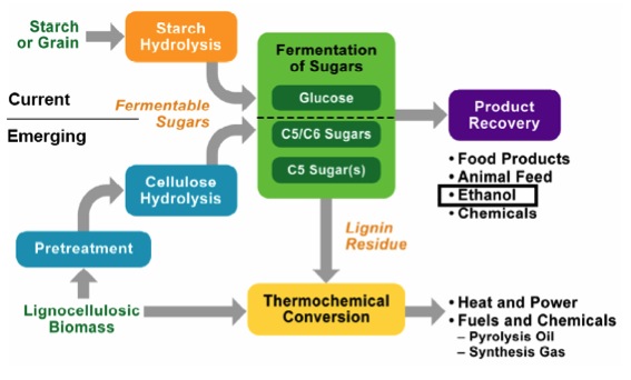schematic of the differences in processing for starch (current) and cellulose (emerging), see text description below