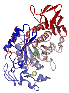 protein structure of α-amylase