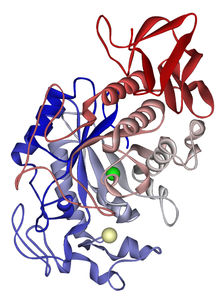 estructura proteica de α-amilasa