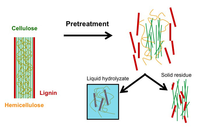 Diagram of pretreatment: biomass breaks into liquid hydrolysate (lignin and hemicellulose) and solid residue (lignin and cellulose) 