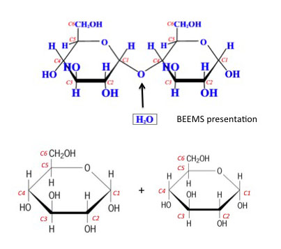 Reacción de hidrólisis creando dos moléculas de glucosa, a partir de un disacárido. Ver subtítulo y texto circundante