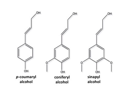 chemical structures of p-coumaryl alcohol, conferyl alcohol and sinapyl alcohol