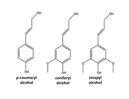 estructuras químicas de alcohol p-cumarílico, alcohol conferílico y alcohol sinapílico