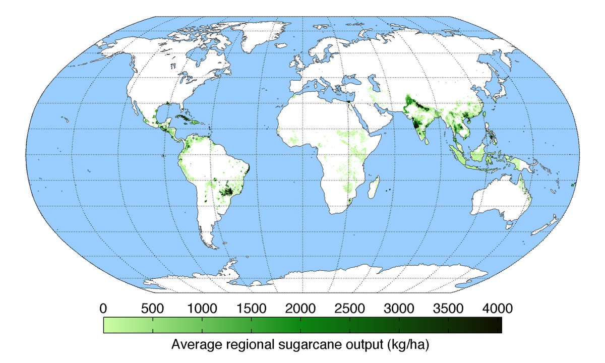 mapa del mundo que muestra la producción de caña de azúcar concentrada en América Central y del Sur, India y algunos en África, y el sur de Asia