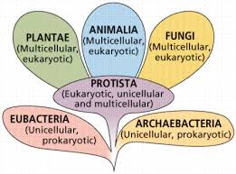 kingdoms of life 3 initial branches. See link in caption for text description