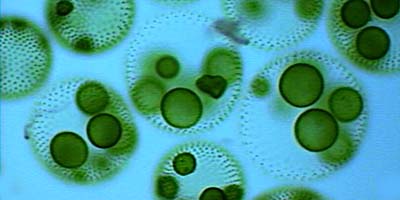 micrograph of blue-algae, blue circles with several green dots within them