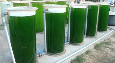 vertical column PBR: small cylinders filled with green and topped with white foam