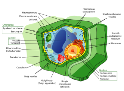 Eukaryote schematic structure as described in the text. See link in caption for text description