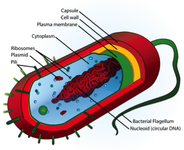 ammunition Min ligegyldighed 10.2 What are Algae? | EGEE 439: Alternative Fuels from Biomass Sources