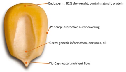 corn kernel layers labeled as described in the text above. From outside in: Pericarp, endosperm, and germ. The tip cap is at the very bottom 