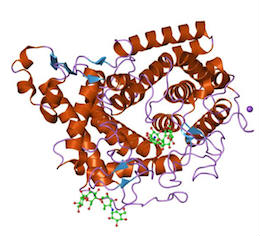 estructura proteica de la glucoamilasa (también conocida como a-amilasa)