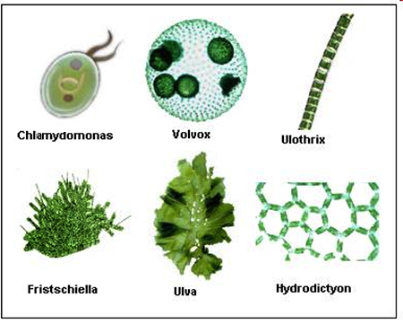 Examples of green algae: Chalmydomonas, Volvox, Ulothrix, Fristschiella, Ulva, Hydrodictyon