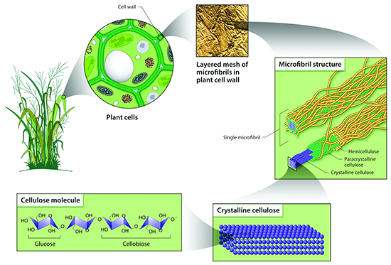 Plant cells have cell walls which are a layered mesh of microfibrils, microfibrils are made of crystalline cellulose 