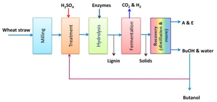 A schematic diagram of acetone butanol ethanol (ABE) production see text description below