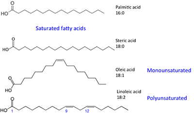Los ácidos palmítico y estérico son ácidos grasos saturados. El ácido oleico es monoinsaturado y el ácido linoleico es poliinsaturado