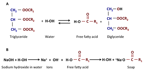 water + triglyceride can to form a free fatty acid, and that free fatty acid can react with the Na+ ion to form soap