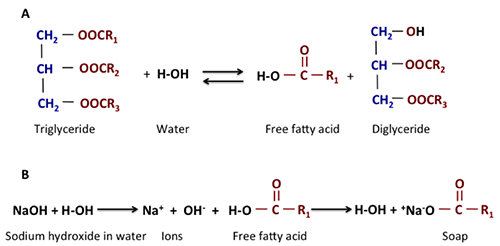 agua + triglicérido puede formar un ácido graso libre, y ese ácido graso libre puede reaccionar con el ion Na+ para formar jabón
