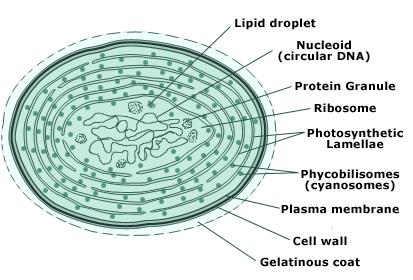 10.2: What are Algae? - Engineering LibreTexts