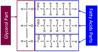 Chemical structure of triglyceride, glycerol bonded to 3 fatty acid chains 