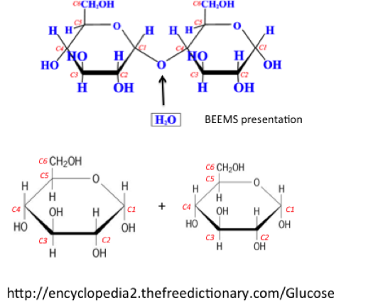 Hydrolysis reaction - described in text and caption