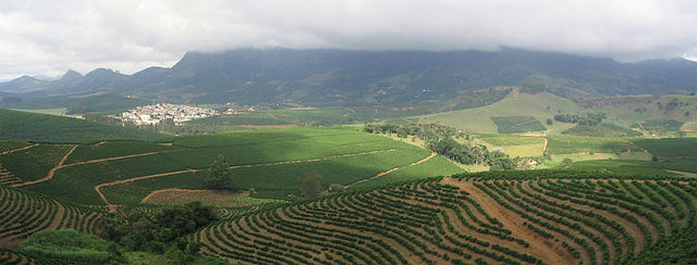 Coffee Plantation from deforestation