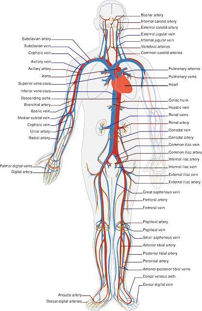 Schematic of the human circulatory system