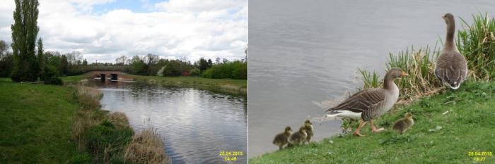 Left: water way surrounded by green and a bridge. Right: ducks on edge on grass and reeds