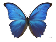 decorative image of a butterfly