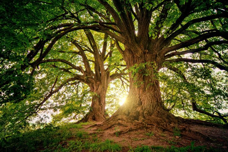 two large trees with sun shining through the leaves