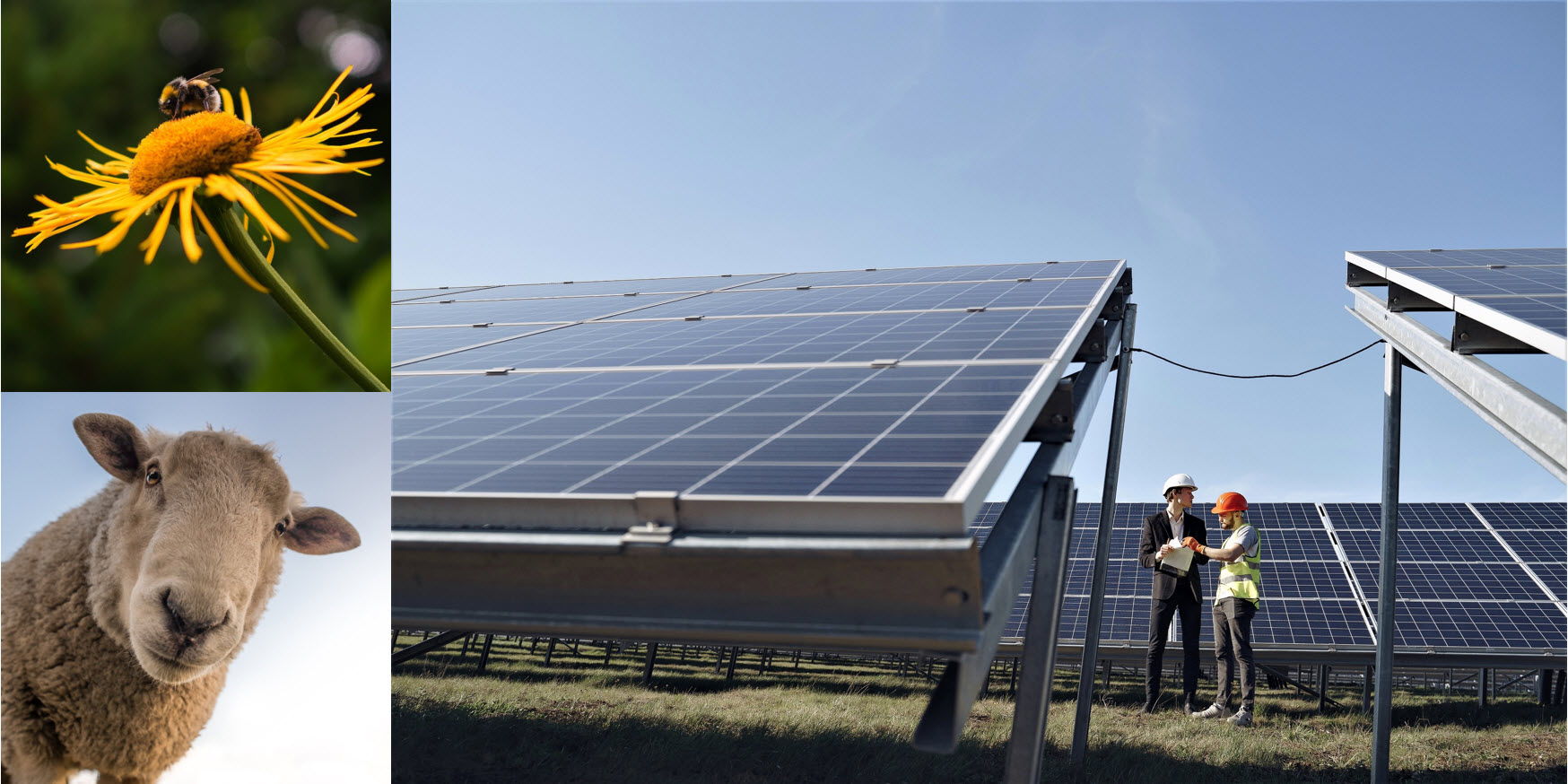 3 images. A bee on a flower, a sheep, and a solar panel