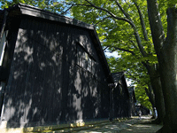 Building with grass and a large tree in front. The tree is casting a shadow on the building.