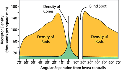 Distribution of density in human retina: rods between 70 & 0 degrees, cones 0, & a blind spot ~15 degrees